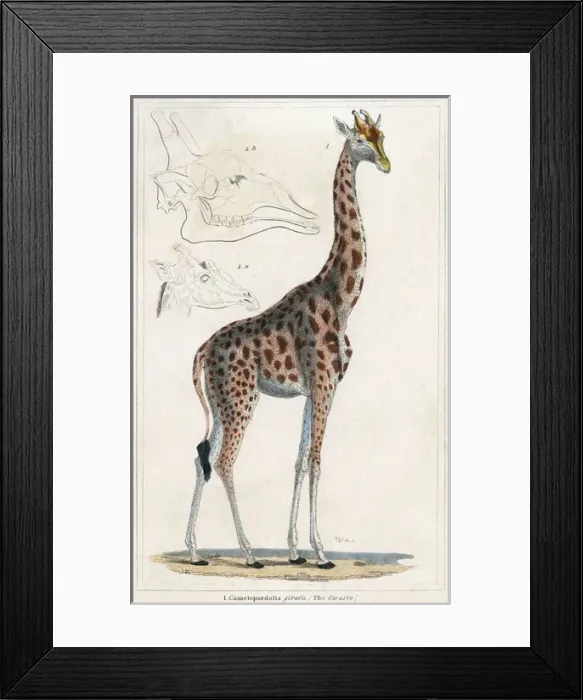Framed Print : GIRAFFE. (Girafa camelopardus). Known at this time as the Camelopard. Date: circa 1800 Framed Print : GIRAFFE. (Girafa camelopardus). Known at this time as the Camelopard. Date: circa 1800