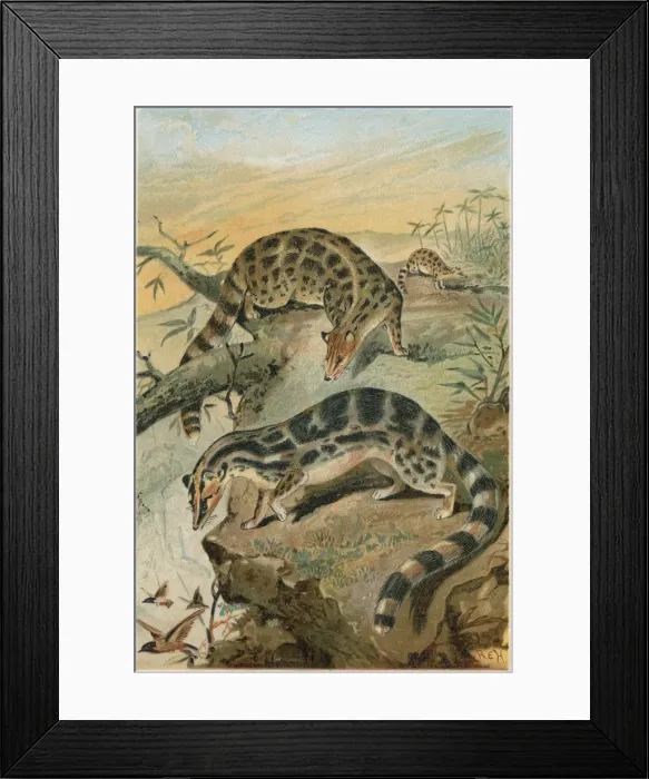 Framed Print : Kubsang (Lydekker) Framed Print : Kubsang (Lydekker)
