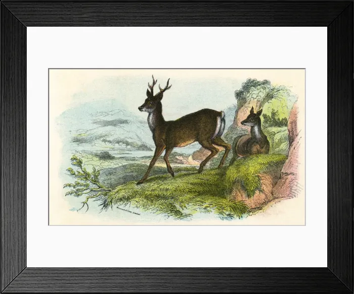 Framed Print : ROE DEER. British roe deer Date: circa 1860 Framed Print : ROE DEER. British roe deer Date: circa 1860