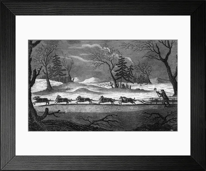 Framed Print : Dogs in Siberia Framed Print : Dogs in Siberia