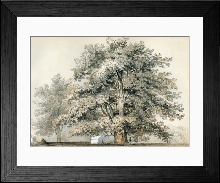 Framed Print : Platanus Racemosa Framed Print : Platanus Racemosa