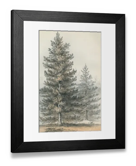 Framed Print : Pinus Contorta Framed Print : Pinus Contorta