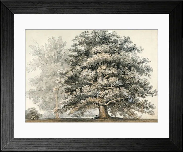 Framed Print : Quercus Hindsii Framed Print : Quercus Hindsii