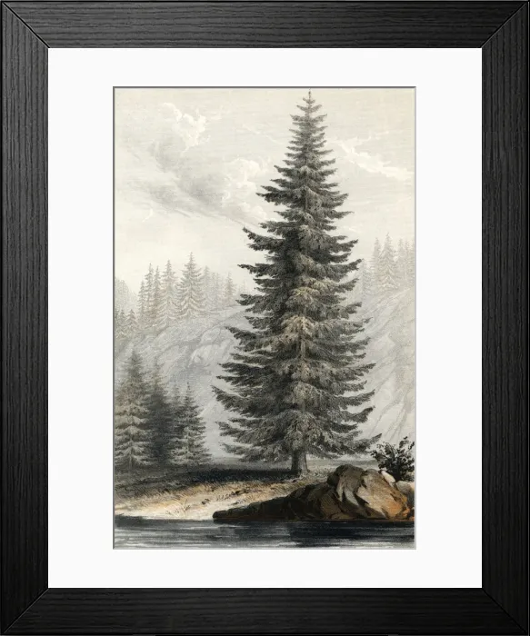 Framed Print : Tsuga Mortensiana Framed Print : Tsuga Mortensiana