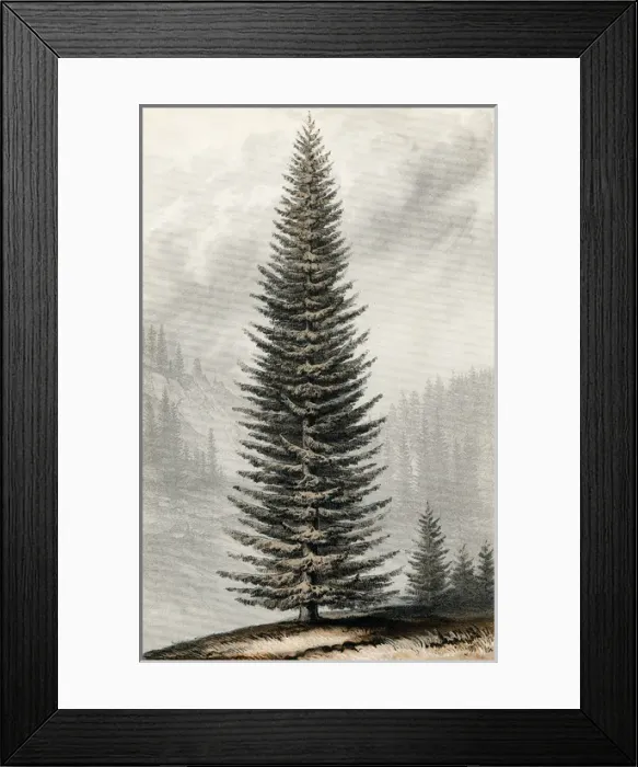 Framed Print : Abies Menziesii Framed Print : Abies Menziesii