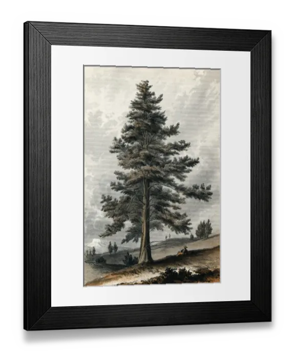 Framed Print : Juniperus Occidentalis Framed Print : Juniperus Occidentalis