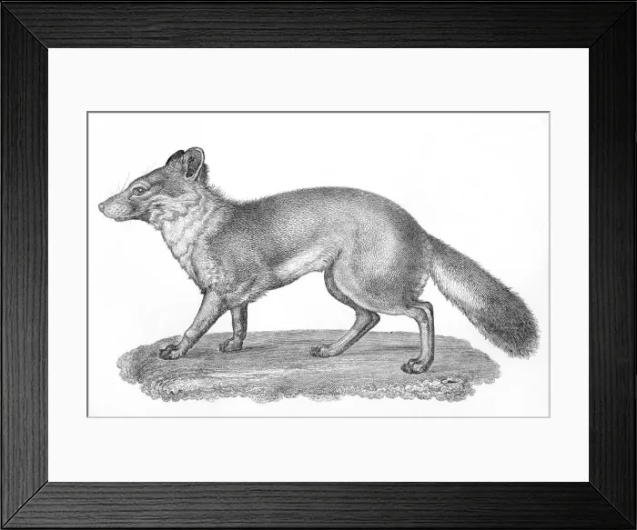 Framed Print : Vulpes Littoralis Framed Print : Vulpes Littoralis