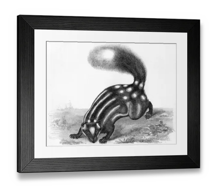 Framed Print : Little Striped Skunk Framed Print : Little Striped Skunk