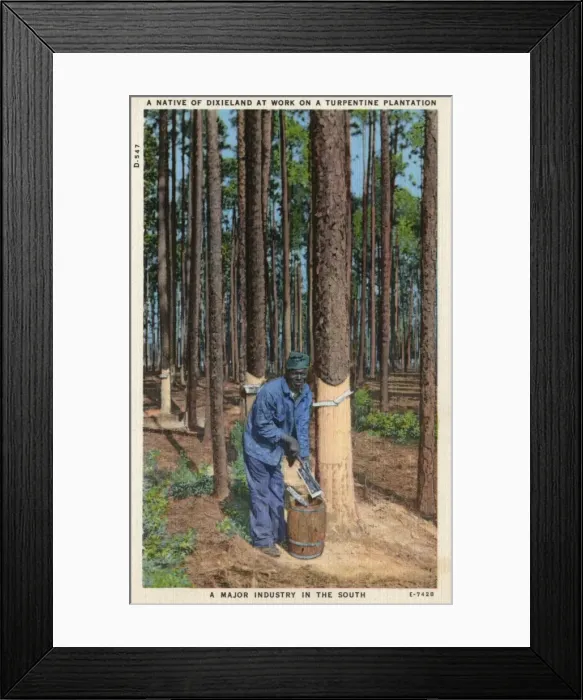 Framed Print : Collecting Turpentine