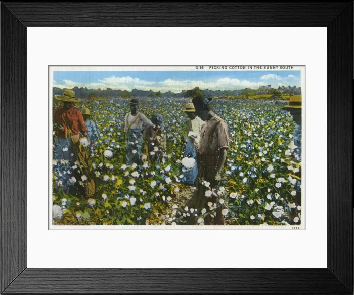 Framed Print : Cotton Plantation Framed Print : Cotton Plantation