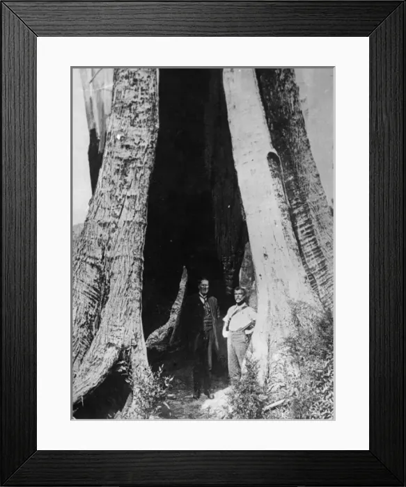 Framed Print : Huge Tree Trunk Framed Print : Huge Tree Trunk