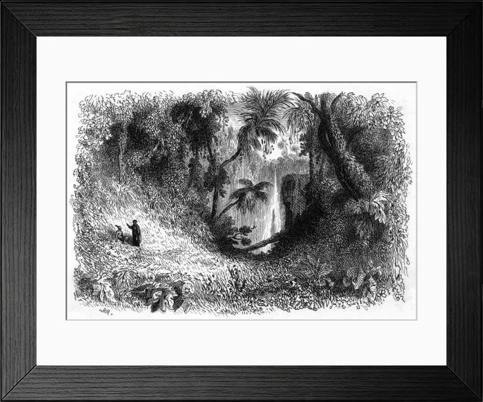 Framed Print : Brazil Forest Scene Framed Print : Brazil Forest Scene