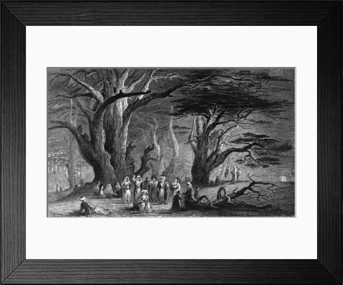 Framed Print : Lebanon Cedars Framed Print : Lebanon Cedars