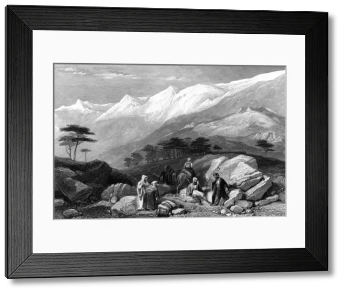 Framed Print : Lebanon Cedars Framed Print : Lebanon Cedars