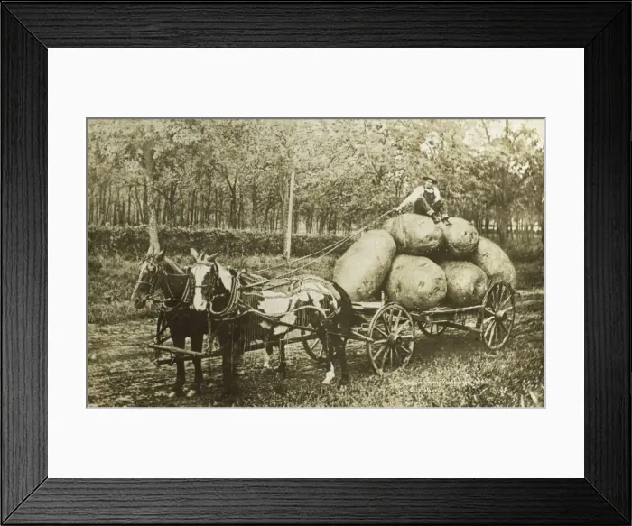 Framed Print : Bringing home some jumbo spuds Framed Print : Bringing home some jumbo spuds
