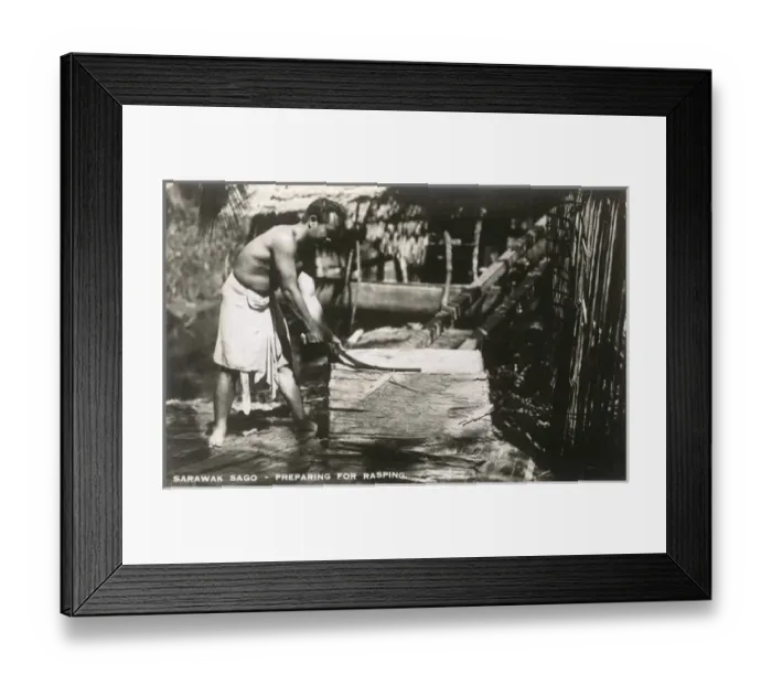 Framed Print : Sago Industry of Sarawak Framed Print : Sago Industry of Sarawak