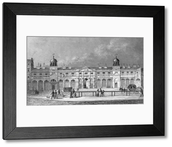 Framed Print : ROYAL MEWS Framed Print : ROYAL MEWS