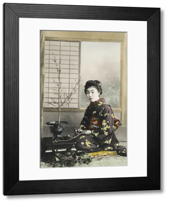 Framed Print : Japanese Geisha girl arranging flowers Framed Print : Japanese Geisha girl arranging flowers