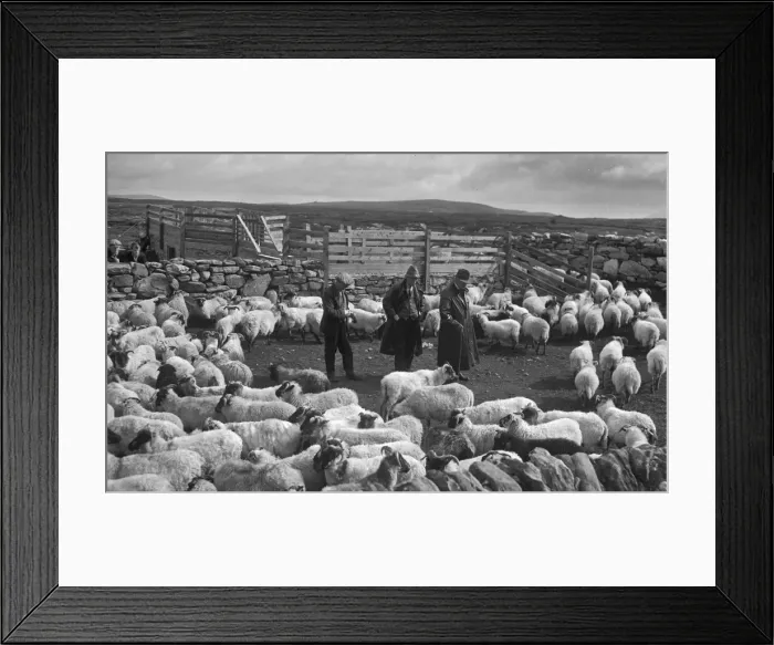 Framed Print : Shepherds at North Uist, Outer Hebrides, Scotland Framed Print : Shepherds at North Uist, Outer Hebrides, Scotland