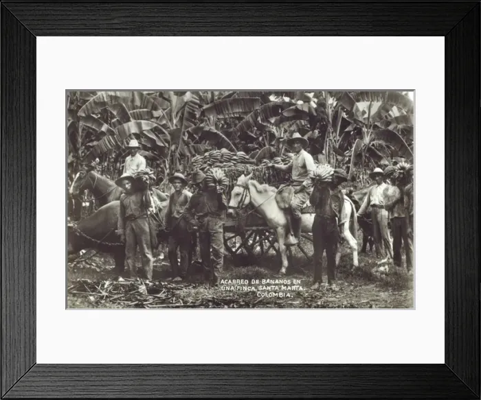 Framed Print : Colombia - Picking and transporting bananas Framed Print : Colombia - Picking and transporting bananas