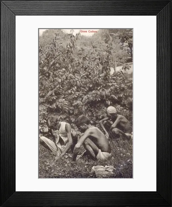Framed Print : Gathering wild vegetables - India Framed Print : Gathering wild vegetables - India