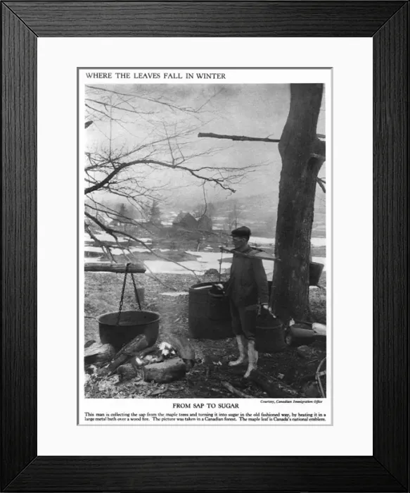 Framed Print : Collecting maple tree sap Framed Print : Collecting maple tree sap