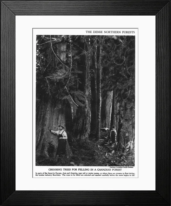 Framed Print : Choosing trees for felling Framed Print : Choosing trees for felling