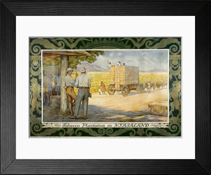 Framed Print : Tobacco Plantation Framed Print : Tobacco Plantation