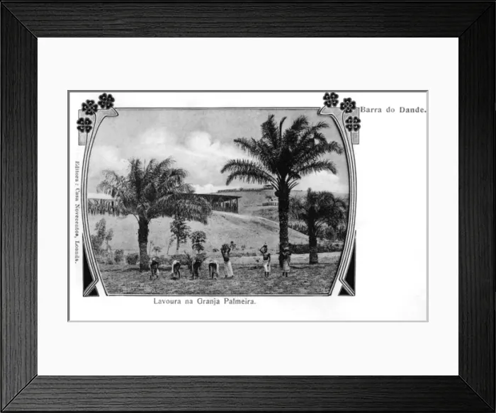 Framed Print : Brazil - Barra do Dande - Palm Plantation Framed Print : Brazil - Barra do Dande - Palm Plantation