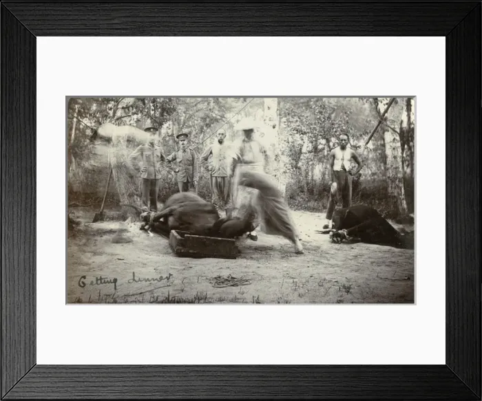 Framed Print : Slaughtering cattle Framed Print : Slaughtering cattle