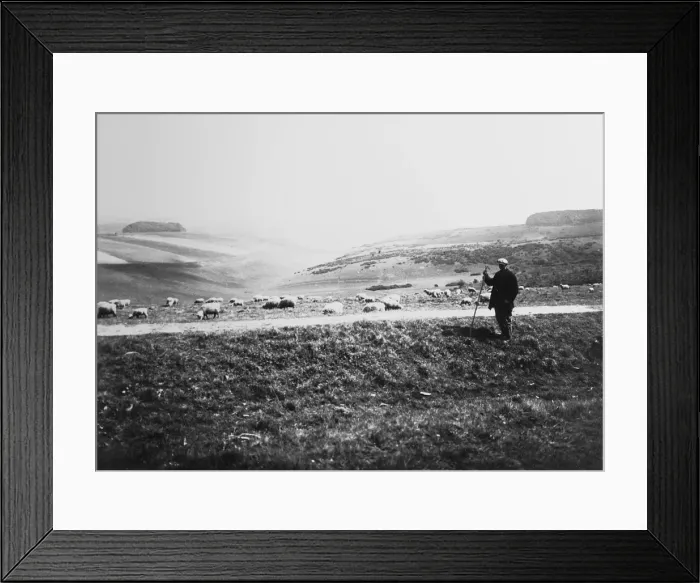 Framed Print : Shepherd and sheep, Newmarket Hill, East Sussex Framed Print : Shepherd and sheep, Newmarket Hill, East Sussex