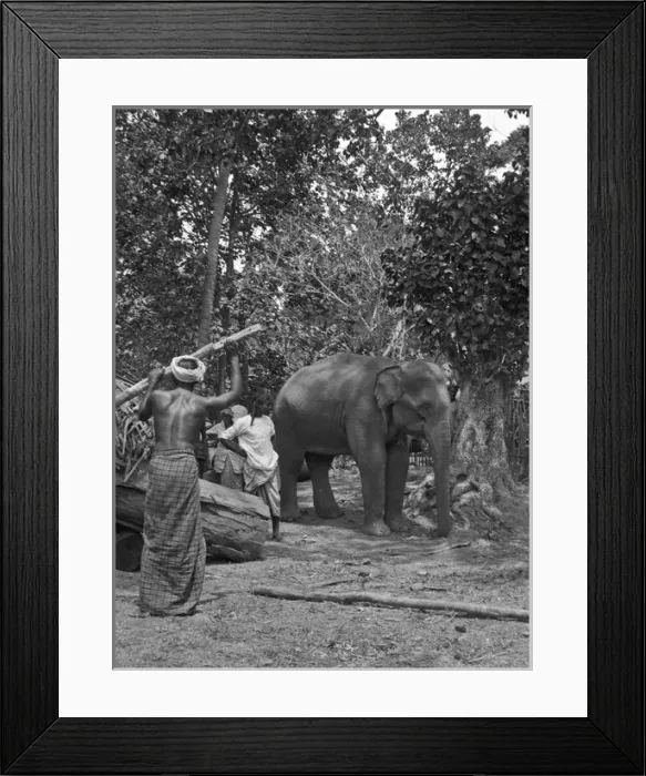 Framed Print : Men with baby elephant, Sri Lanka Framed Print : Men with baby elephant, Sri Lanka
