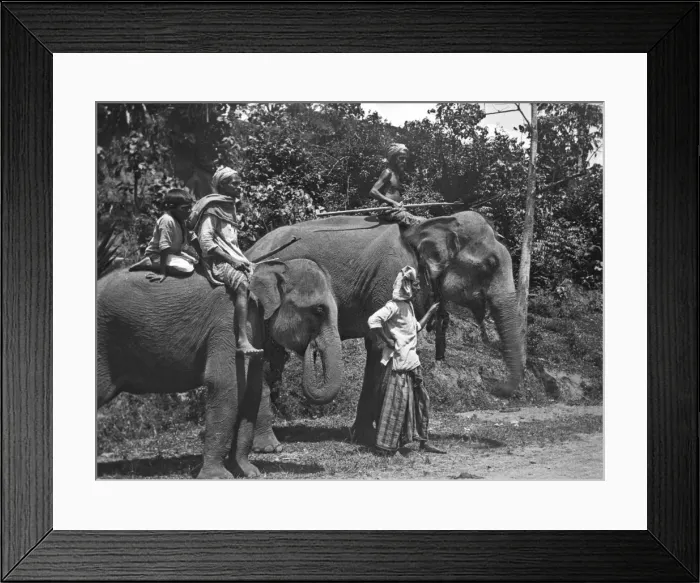 Framed Print : Men and elephants on the Kandy road, Sri Lanka