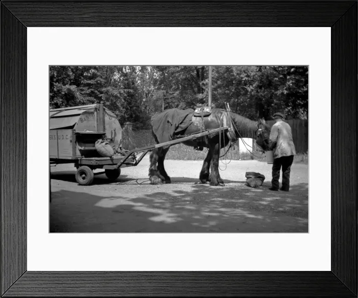 Framed Print : Man feeding carthorse Framed Print : Man feeding carthorse