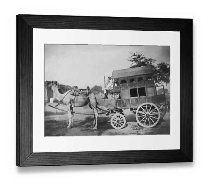 Framed Print : Camel-drawn vehicle, India Framed Print : Camel-drawn vehicle, India