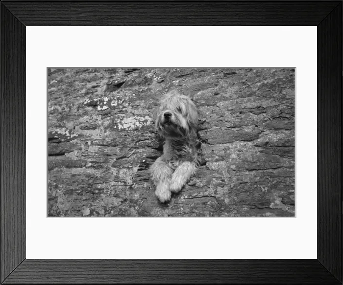 Framed Print : Shaggy dog at Newquay, Cornwall Framed Print : Shaggy dog at Newquay, Cornwall