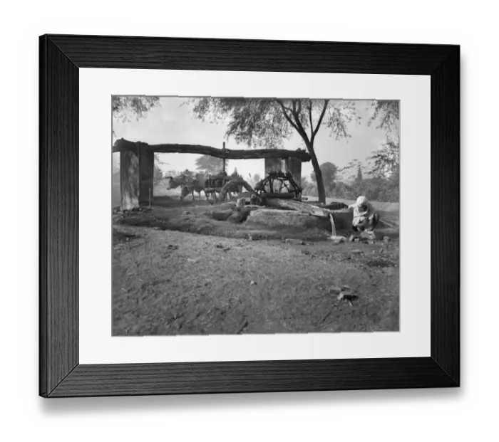 Framed Print : Indian man with oxen and water well Framed Print : Indian man with oxen and water well