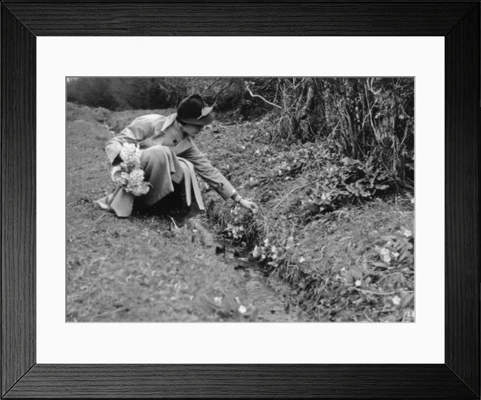 Framed Print : Woman picking primroses Framed Print : Woman picking primroses