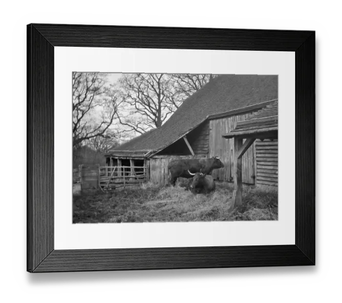 Framed Print : Two oxen outside a barn Framed Print : Two oxen outside a barn
