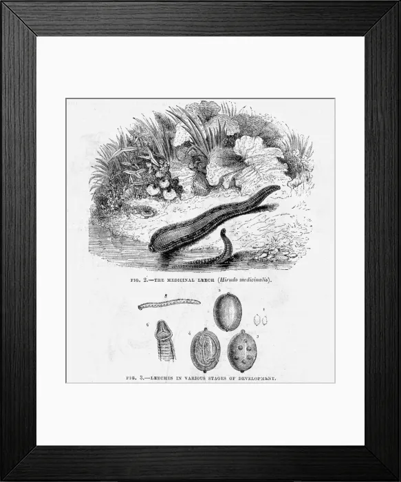 Framed Print : Medicinal leech Framed Print : Medicinal leech