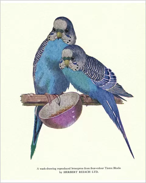 Print Users Yearbook -- blue budgerigars