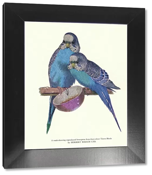 Print Users Yearbook -- blue budgerigars