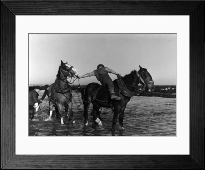 Framed Print : Horses pulling in a fishing boat Framed Print : Horses pulling in a fishing boat
