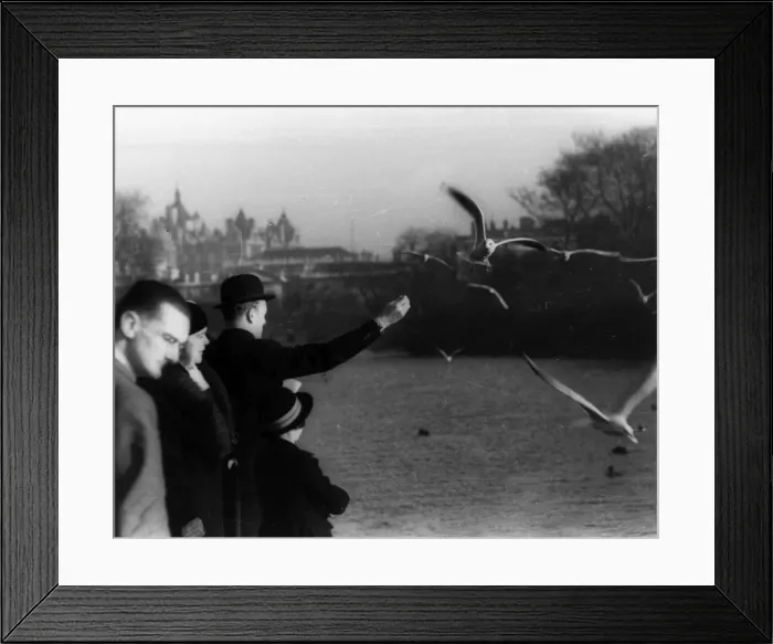 Framed Print : Feeding the Gulls in Kensington Gardens Framed Print : Feeding the Gulls in Kensington Gardens