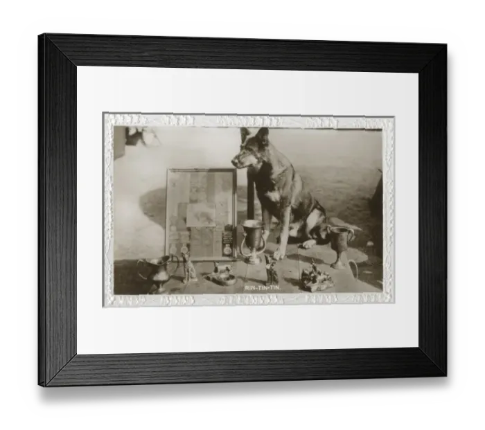 Framed Print : Film dog Rin Tin Tin with trophies, prizes and awards Framed Print : Film dog Rin Tin Tin with trophies, prizes and awards