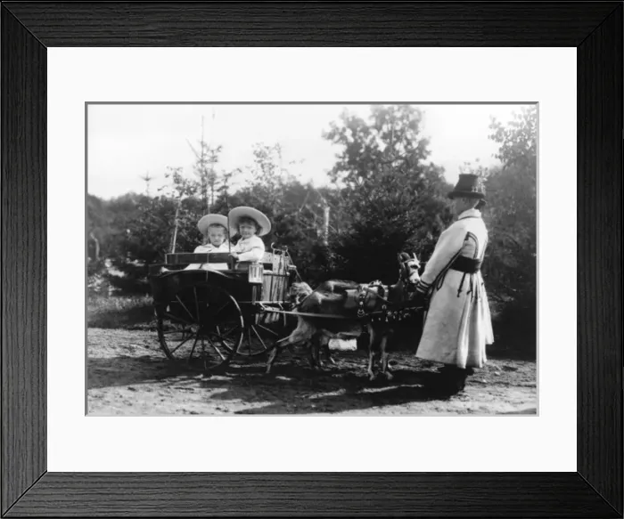 Framed Print : Royal Carriage, Drawn by Goats Framed Print : Royal Carriage, Drawn by Goats
