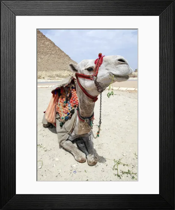 Framed Print : Portrait of a camel in Cairo, Egypt Framed Print : Portrait of a camel in Cairo, Egypt