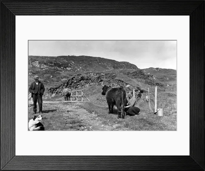 Framed Print : Man and woman with cattle, Scotland Framed Print : Man and woman with cattle, Scotland