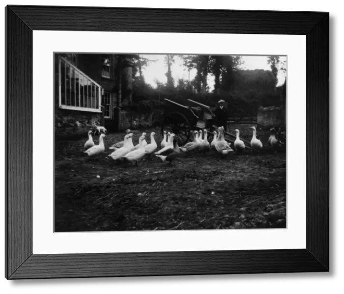 Framed Print : Geese at Bolingey, near Perranporth, Cornwall Framed Print : Geese at Bolingey, near Perranporth, Cornwall