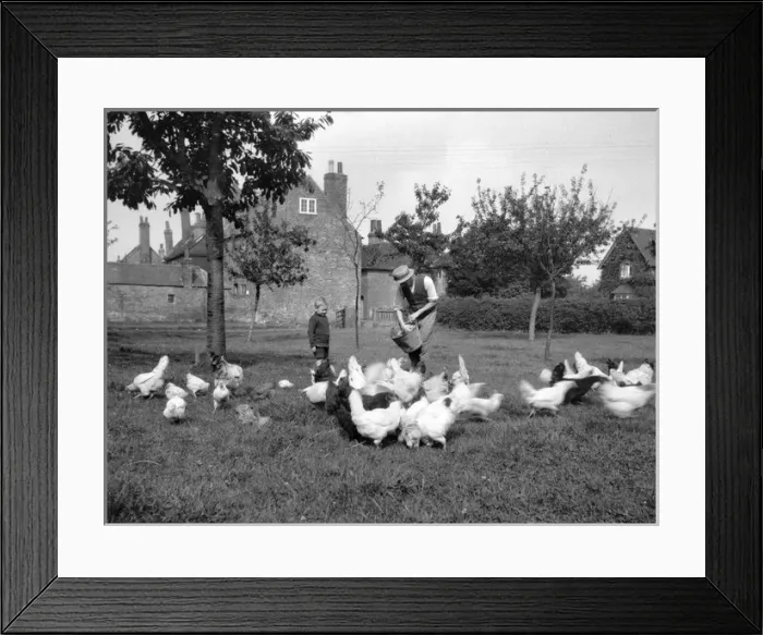 Framed Print : Man feeding poultry, watched by a boy Framed Print : Man feeding poultry, watched by a boy